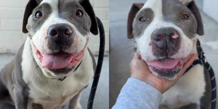 Shelter Dog Gets Desperate To Leave Her Kennel, Unaware One Day She Won’t Have To Return
