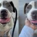 Shelter Dog Gets Desperate To Leave Her Kennel, Unaware One Day She Won’t Have To Return