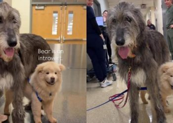 Introverted Shelter Puppy Finds Comfort in the Gentle Presence of Big Emotional Support Dog