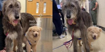 Introverted Shelter Puppy Finds Comfort in the Gentle Presence of Big Emotional Support Dog