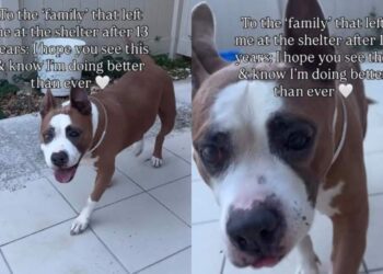 Senior Shelter Dog Left Behind by the Only Family She Ever Knew Has a Message for Them