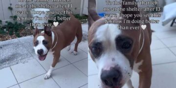 Senior Shelter Dog Left Behind by the Only Family She Ever Knew Has a Message for Them