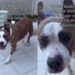 Senior Shelter Dog Left Behind by the Only Family She Ever Knew Has a Message for Them