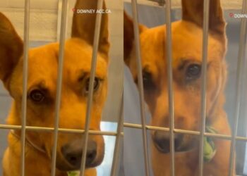 Shelter Dog Might Not See Another Sunrise Unless Someone Saves Him