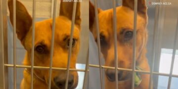 Shelter Dog Might Not See Another Sunrise Unless Someone Saves Him