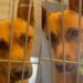 Shelter Dog Might Not See Another Sunrise Unless Someone Saves Him