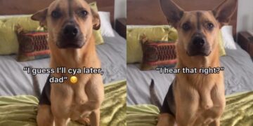 Rescue Dog Thinks Human’s Leaving Him Behind, Unaware They’ll Share Every Adventure Together