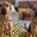 Rescue Dog Thinks Human’s Leaving Him Behind, Unaware They’ll Share Every Adventure Together