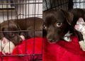 Mama Rescue Dog Trembles Inside a Crate, Snuggles Her Babies Close Until They’re Safe
