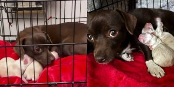 Mama Rescue Dog Trembles Inside a Crate, Snuggles Her Babies Close Until They’re Safe