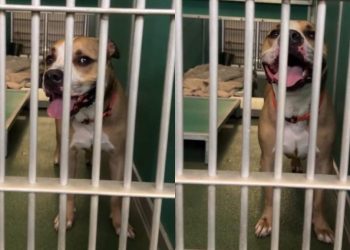 Housebroken Shelter Dog Who Has Everything a Family Could Want Hopes for a Loving Home