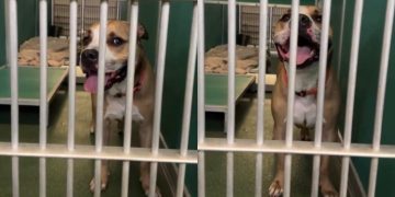 Housebroken Shelter Dog Who Has Everything a Family Could Want Hopes for a Loving Home