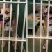 Housebroken Shelter Dog Who Has Everything a Family Could Want Hopes for a Loving Home