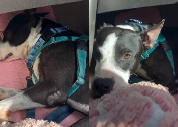 Human Learns Shelter Dog’s Behavior Is Reminder of the Life He Once Had With Someone He Loved