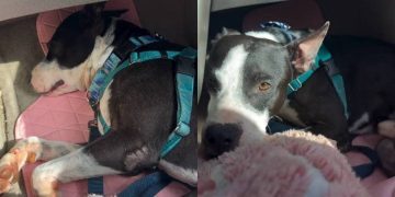 Human Learns Shelter Dog’s Behavior Is Reminder of the Life He Once Had With Someone He Loved