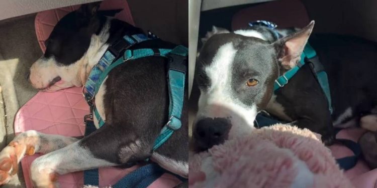 Human Learns Shelter Dog’s Behavior Is Reminder of the Life He Once Had With Someone He Loved