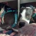 Human Learns Shelter Dog’s Behavior Is Reminder of the Life He Once Had With Someone He Loved