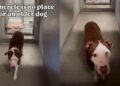 Shelter Dog Sleeps on Concrete in His Kennel, Hoping Someone Finds Him Before It’s Too Late