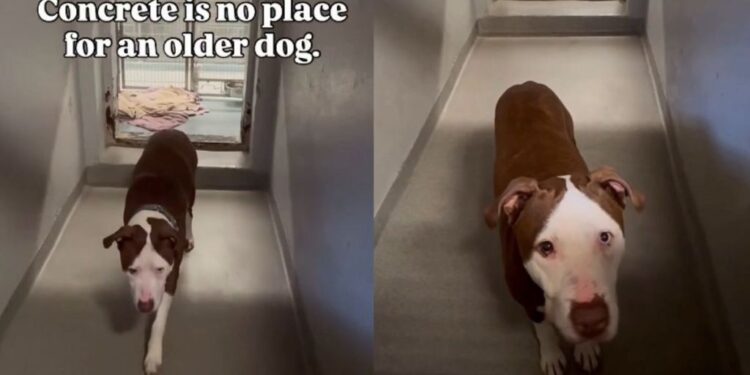Shelter Dog Sleeps on Concrete in His Kennel, Hoping Someone Finds Him Before It’s Too Late