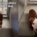 Shelter Dog Sleeps on Concrete in His Kennel, Hoping Someone Finds Him Before It’s Too Late