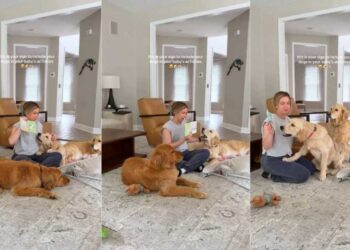 Mom Includes Three Curious Golden Retrievers in Baby’s Fun Activity