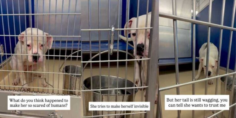 Scared Shelter Dog Makes Herself Invisible, but Her Heart Still Wants To Trust