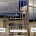 Scared Shelter Dog Makes Herself Invisible, but Her Heart Still Wants To Trust
