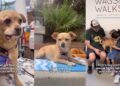 Rescue Dog Endures the Toughest Time to Finally Find Her Forever Family