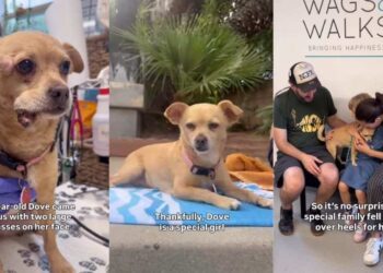 Rescue Dog Endures the Toughest Time to Finally Find Her Forever Family