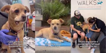 Rescue Dog Endures the Toughest Time to Finally Find Her Forever Family