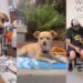 Rescue Dog Endures the Toughest Time to Finally Find Her Forever Family