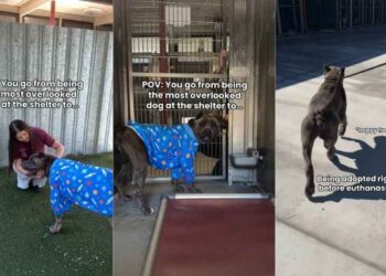 ‘Overlooked’ Shelter Dog Thinks His Time Has Run Out, Until Something Unthinkable Happens