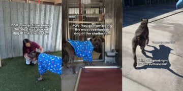 ‘Overlooked’ Shelter Dog Thinks His Time Has Run Out, Until Something Unthinkable Happens