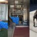 ‘Overlooked’ Shelter Dog Thinks His Time Has Run Out, Until Something Unthinkable Happens