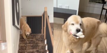 Golden Retriever Always Waits for Human To Return Home, Then Brings His Toys To Greet Her