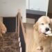 Golden Retriever Always Waits for Human To Return Home, Then Brings His Toys To Greet Her