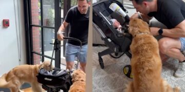 Golden Retrievers Wait at the Door for Human To Bring Home Little Baby, Then Do This