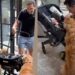 Golden Retrievers Wait at the Door for Human To Bring Home Little Baby, Then Do This