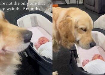 Golden Retriever Watches Newborn Baby, Then Looks at Human Like She’s Trying To Say Something