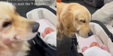 Golden Retriever Watches Newborn Baby, Then Looks at Human Like She’s Trying To Say Something