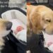 Golden Retriever Watches Newborn Baby, Then Looks at Human Like She’s Trying To Say Something