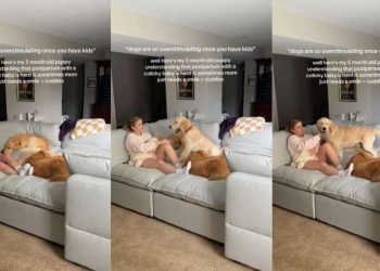 Golden Retrievers Comfort Postpartum Mom With Baby Using Skills They Know Best