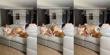Golden Retrievers Comfort Postpartum Mom With Baby Using Skills They Know Best