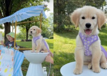 Golden Retriever Helps Toddler Run a Successful Lemonade Stand