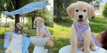 Golden Retriever Helps Toddler Run a Successful Lemonade Stand