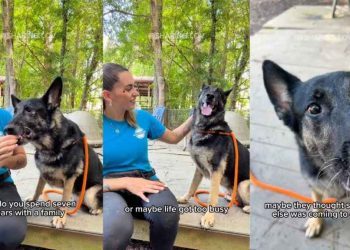 Senior Shelter Dog Goes From Living in a Loving Home to Being Completely Forgotten