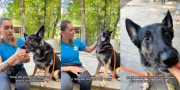 Senior Shelter Dog Goes From Living in a Loving Home to Being Completely Forgotten