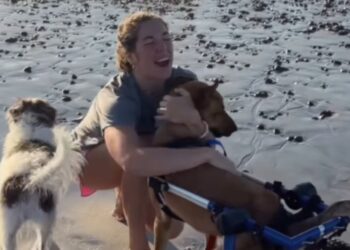 Human Helps Paralyzed Rescue Dog Life Her Life to the Fullest