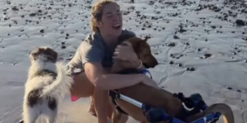 Human Helps Paralyzed Rescue Dog Life Her Life to the Fullest
