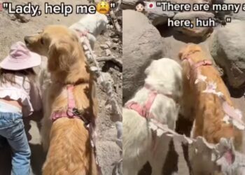 Toddler Turns to Golden Retriever for Help on a Hike, Then Curls Up Next to Her After